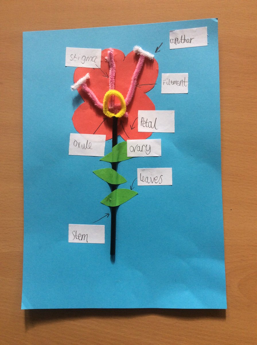 miss_g_primary's tweet photo. Today, had great fun investigating the reproductive parts of a flower.  @DeputyMitchell @SianiR https://t.co/IwyhGpMJNh https://t.co/mETVcIaQFO