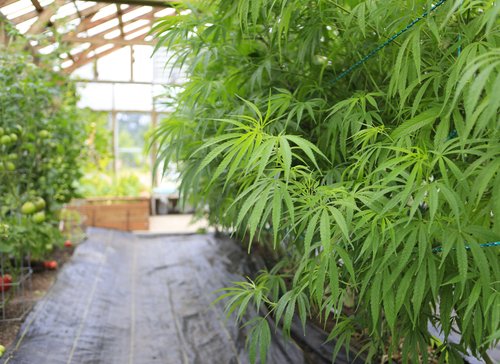 HempHistoryWeek's tweet image. Hemp Business Journal predicts total U.S. CBD market growth to $2.1 billion by 2020, $450M from hemp-based sources. financialbuzz.com/vinergy-resour…