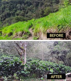 CloudCoffees's tweet photo. A premium coffee economy can sustain our forest ecosystem. Help us expand, get a pkg of #coffee, @indiegogo https://t.co/XJbfARgmrf https://t.co/DiWShElDoc