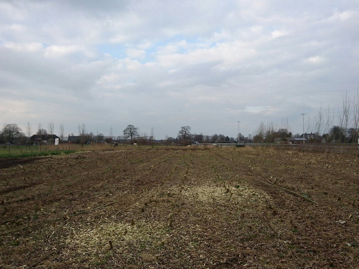 Biomassalland's tweet photo. De oogst zit erop. Dank voor de grote belangstelling. Het nieuwe groeiseizoen kan beginnen #kob https://t.co/ntQhjEJJ3h