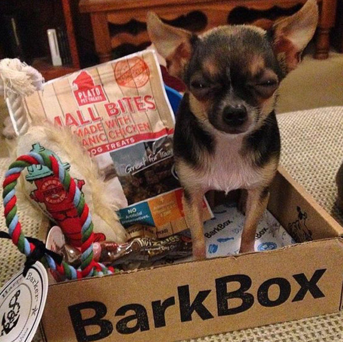 50GreyCats's tweet photo. Mama always said "Life was like a box of chihuahuas, you never know when you're gonna fret." #WhenAnimalsQuote https://t.co/O8CwR2L5sI
