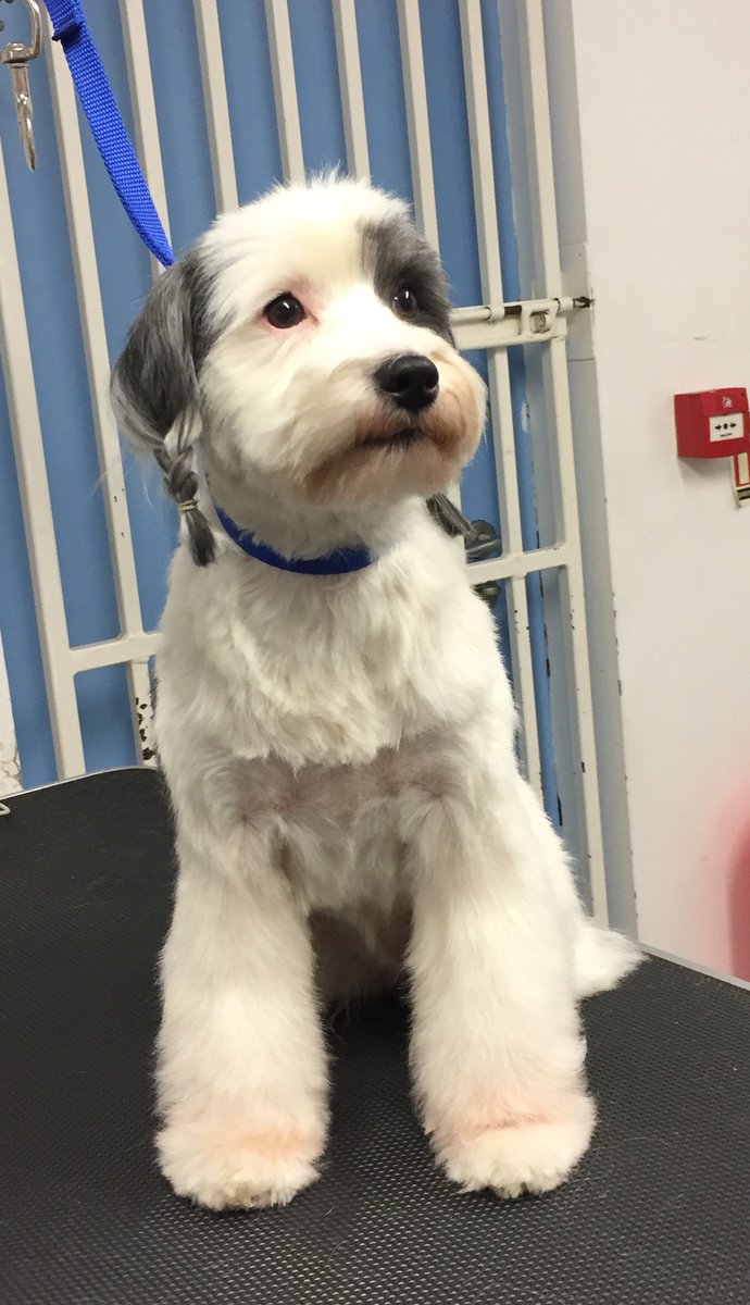 tibetan terrier haircut
