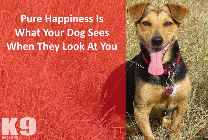 topdogtips's tweet image. Our #dogs understand happiness comes from having special friends.