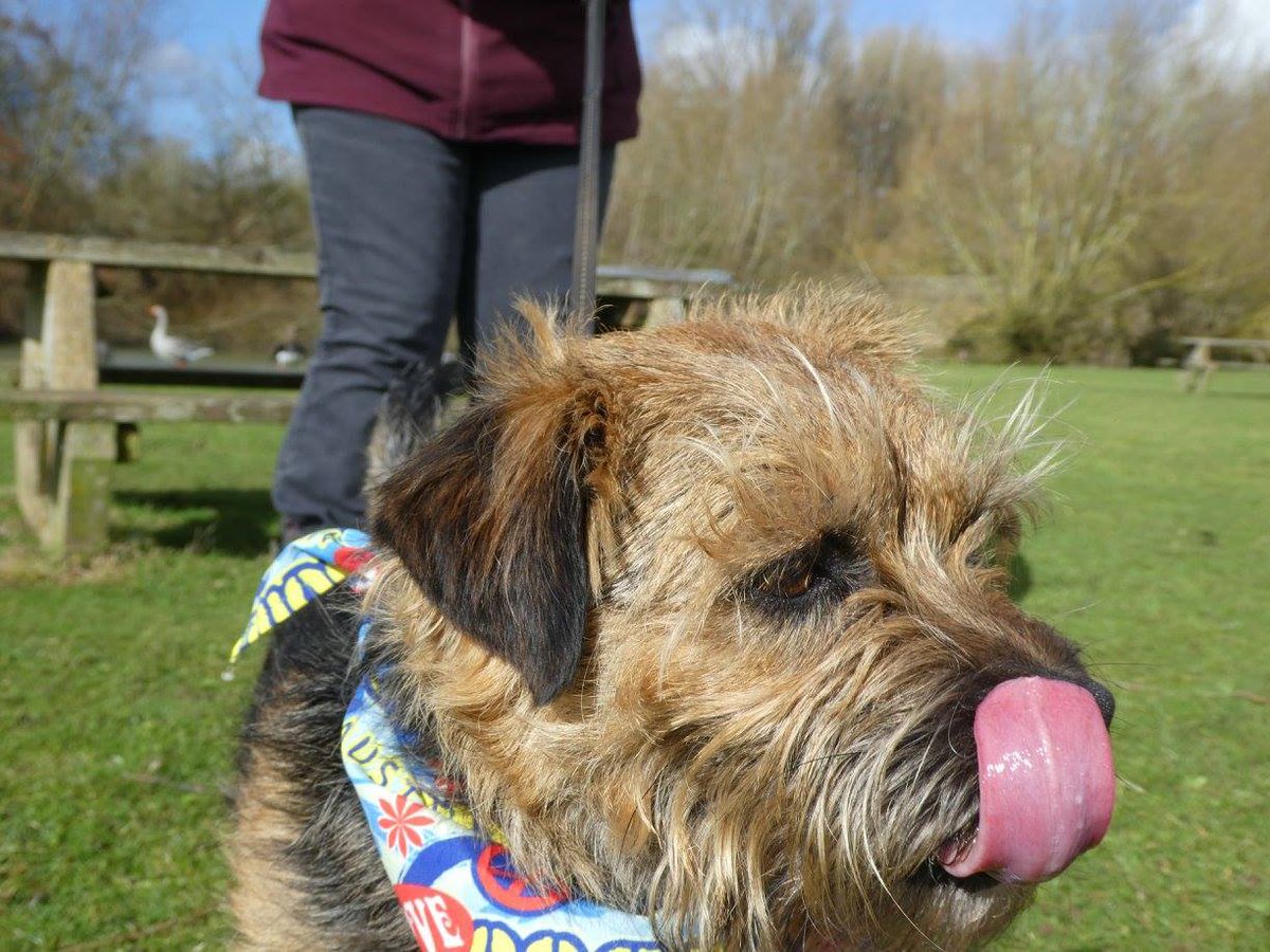 ma351_robbins's tweet photo. @ScruffyBuffyBT yes hope to tweetup next time ,dates to follow 💙🐾💙 https://t.co/S679GJXhzi
