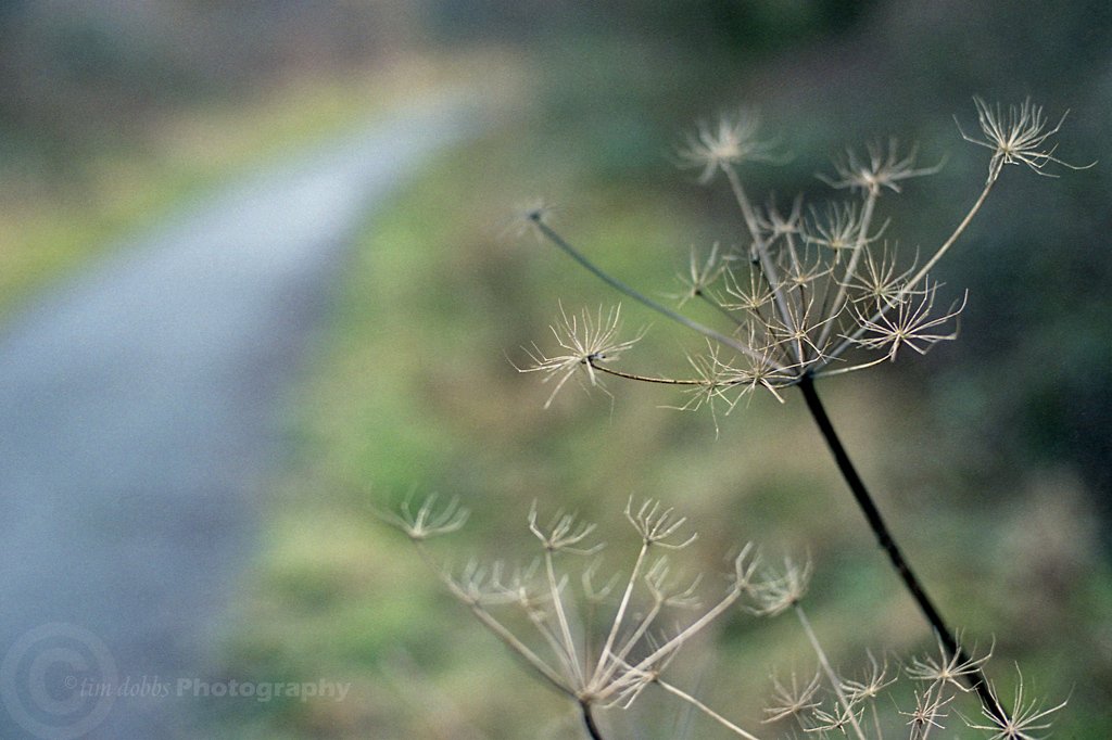timdobbsphoto's tweet photo. " Let's shoot wide open then " .. Nikon F4s, 50mm f1.4 on Fuji Reala @EMULSIVEfilm #believeinfilm #filmsnotdead #fujireala #Wales https://t.co/2Dd9FbFJOr