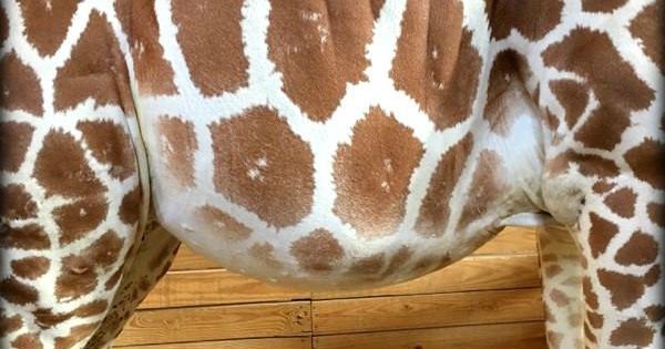 6 Things to Know About April the Giraffe and Her Very Popular Pregnancy bit.ly/2mxGEps