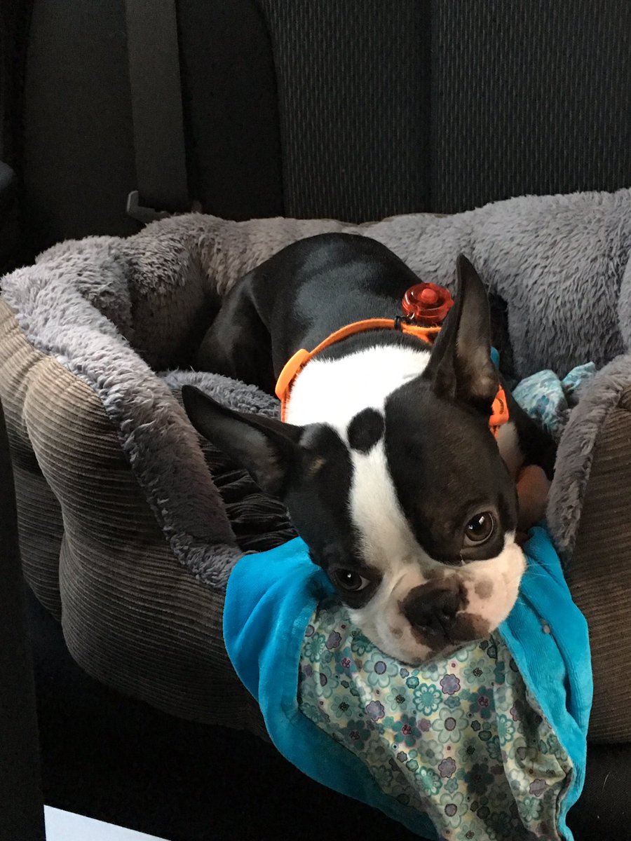 MsInghels's tweet photo. Stuck in traffic on a monday ππ #officedog #cametowork @iBostonTerrier https://t.co/X0ohVkeFUs