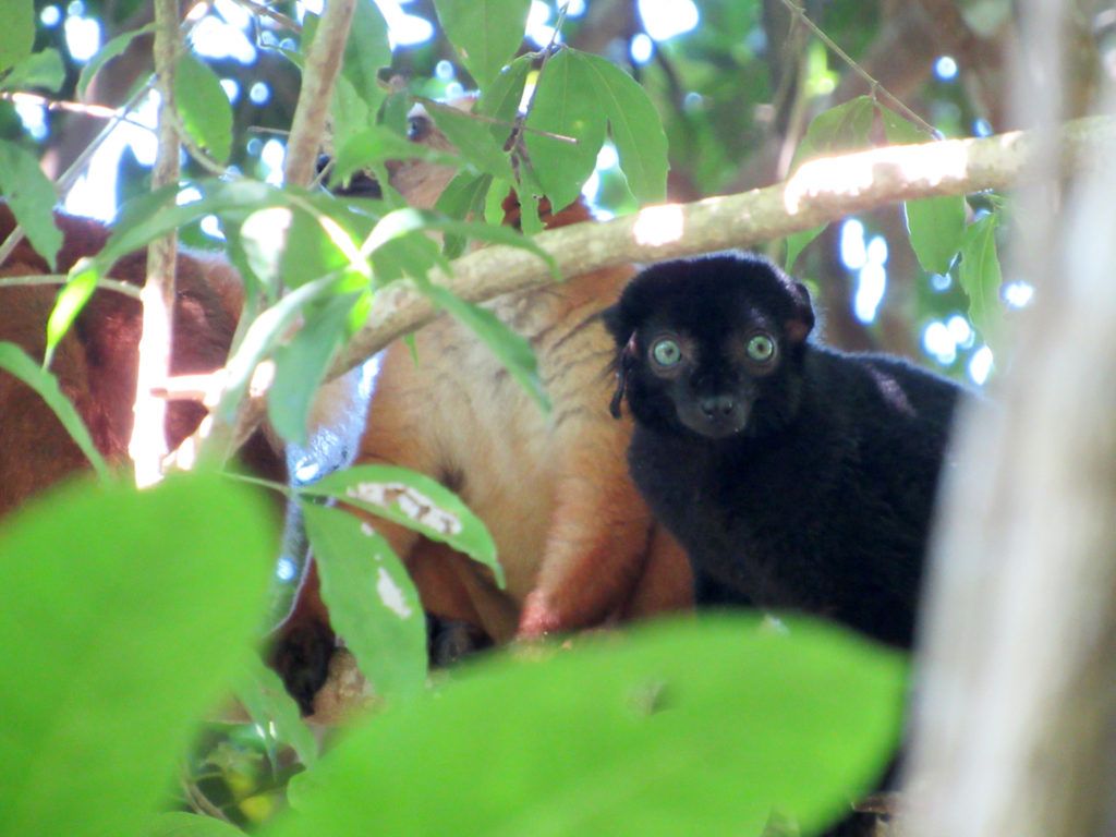 ResearchCSU's tweet photo. A unique study abroad experience: researching blue-eyed black lemurs in Madagascar. #RamResearch from @WarnerCollege https://t.co/o8pxBmRCJ3 https://t.co/SjIySCxlhf