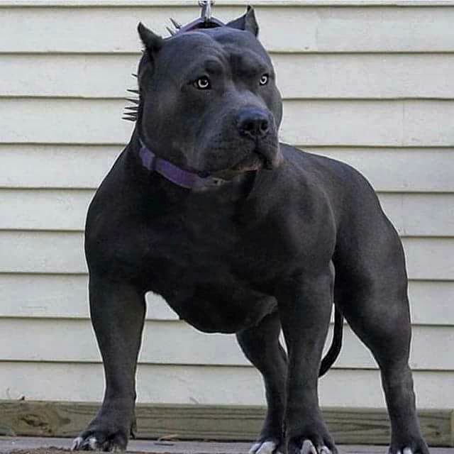 igorwalker (@steveuniver) on Twitter photo 