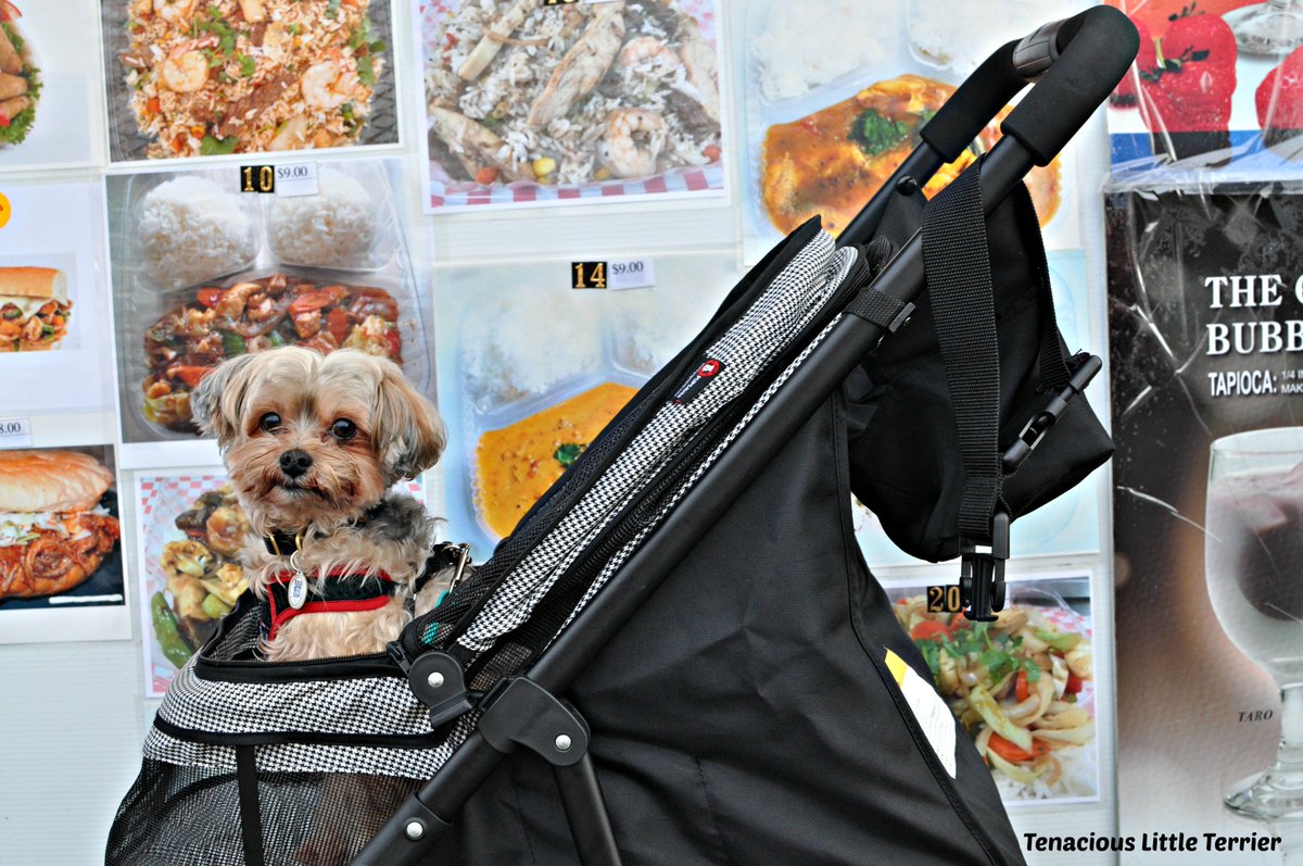 MrNTerrier's tweet photo. PupStroller: the Premium Dog Stroller Experience with @PupSaver1#dogs #seniordogs #doggear #sponsored https://t.co/K7BTQt842g https://t.co/wRAl5tziI7