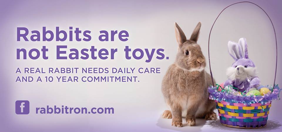 There is a rabbit. There s no easter bunny. which rabbit is more beautiful.