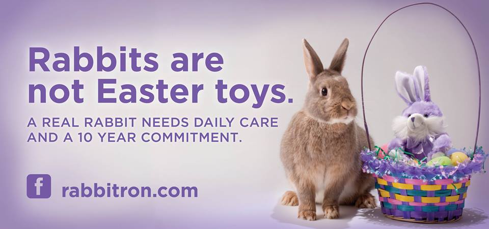 RT this message to save bunnies the misery of being "spur of the momen...