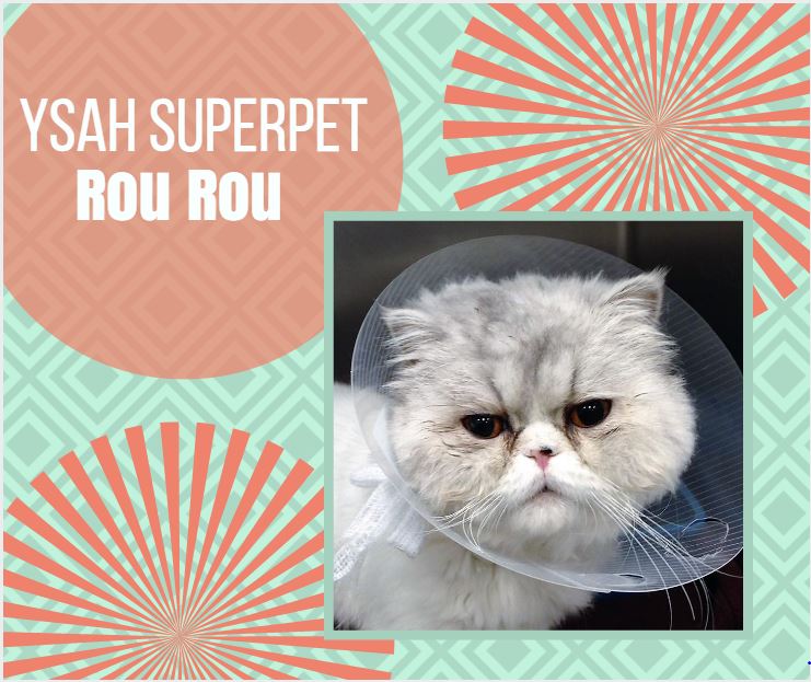 torontoanimaldr's tweet photo. YSAH Superpet Rou Rou - So handsome he even looks good in a cone! #toronto #CatsOfTwitter #veterinary https://t.co/FVOIK1VpN2