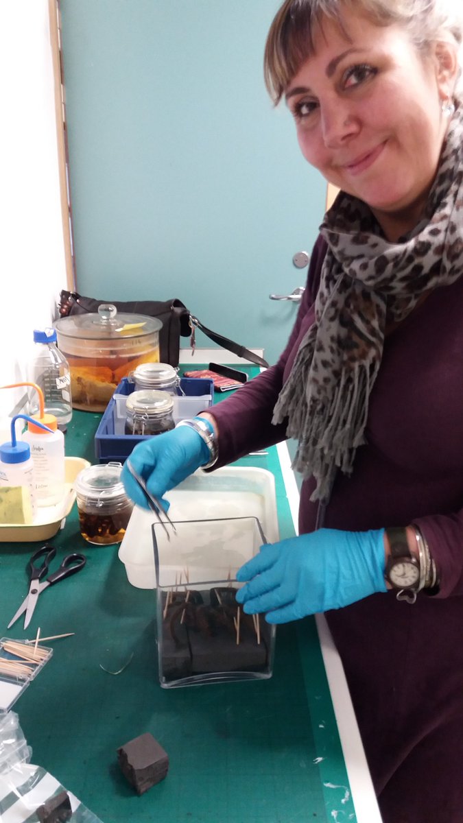 I've just done some prep of a tarantula for CT scanning. The images or 3-D scan will be used in our Venom exhibition (open Nov) <a href="/NHM_London/">Natural History Museum</a>