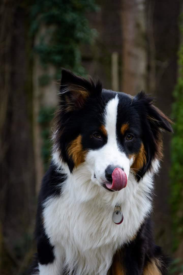 RawryWest's tweet photo. Who's a good boy? ❤ https://t.co/MAEoyXJ99G