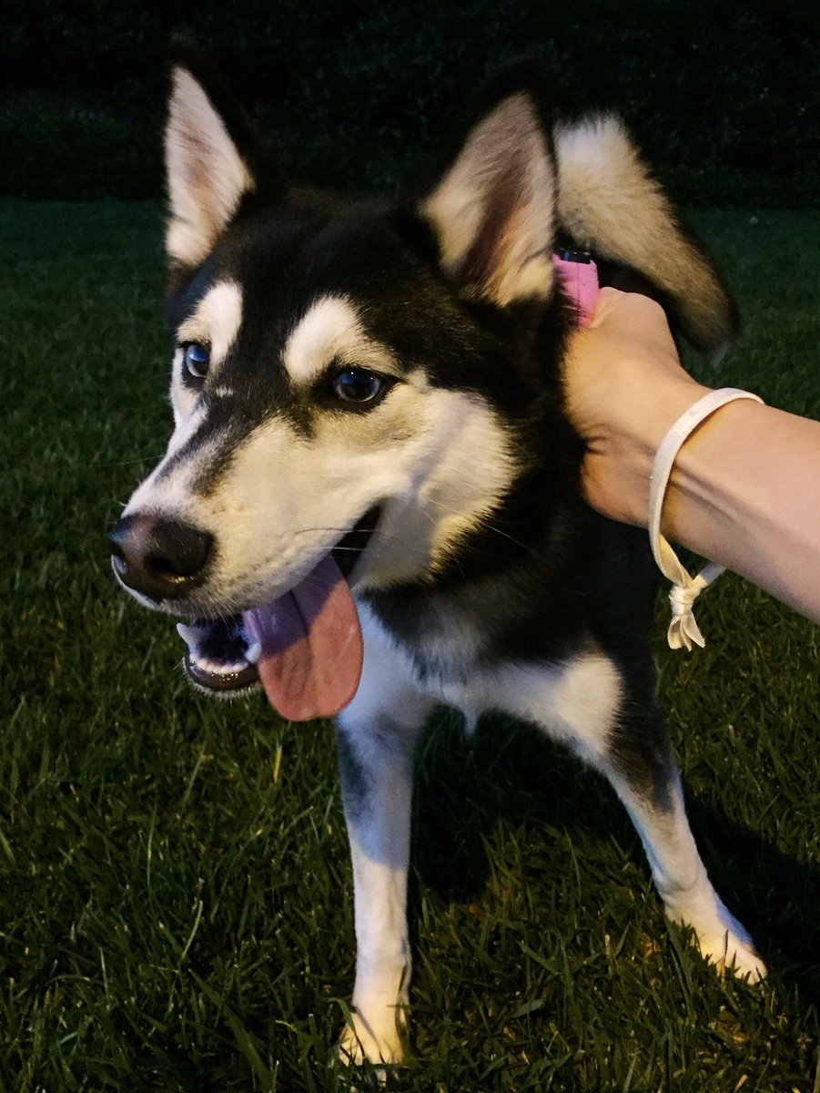 wagwalkersd's tweet photo. Use my promo code for a free walk: CASSANDRA4826  #dogsofsd #sandiegodogsitting #dogwalking #dogs #huskypuppy #wagwalking #wagsandiego https://t.co/l0oOkExsVH