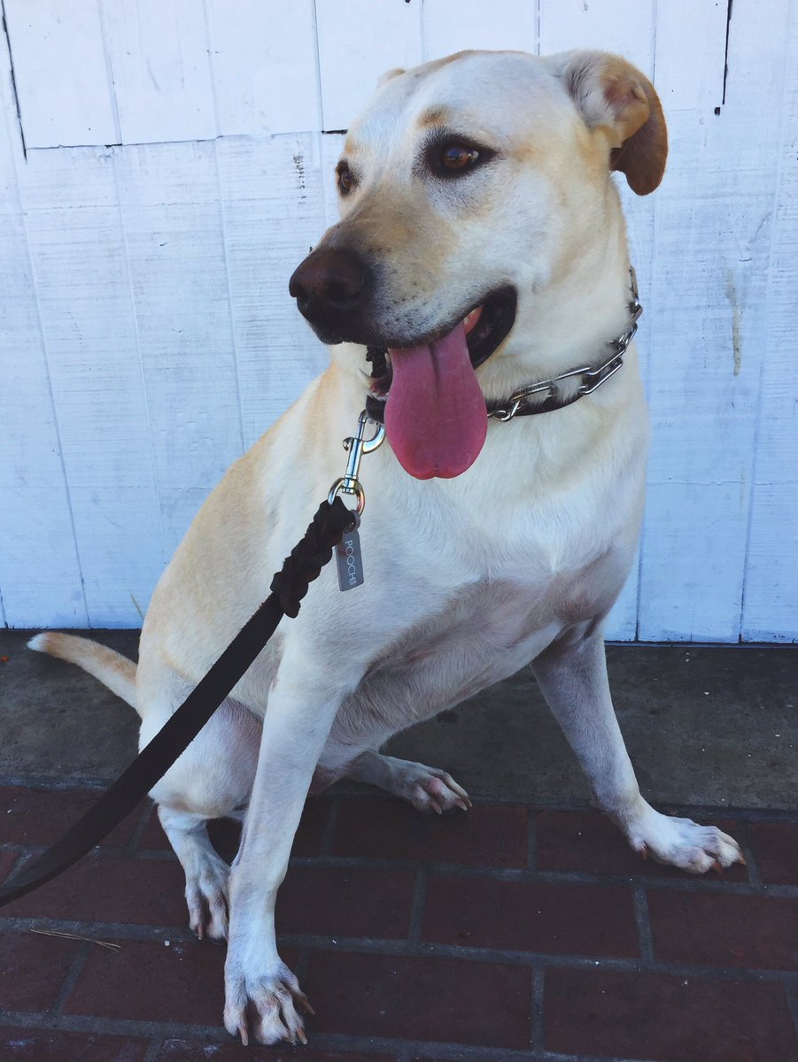 wagwalkersd's tweet photo. Use my promo code for a free walk: CASSANDRA4826  👅 #dogsofsd #sandiegodogsitting #dogwalking #dogs #huskypuppy #wagwalking #wagsandiego https://t.co/dAeFFynDWK