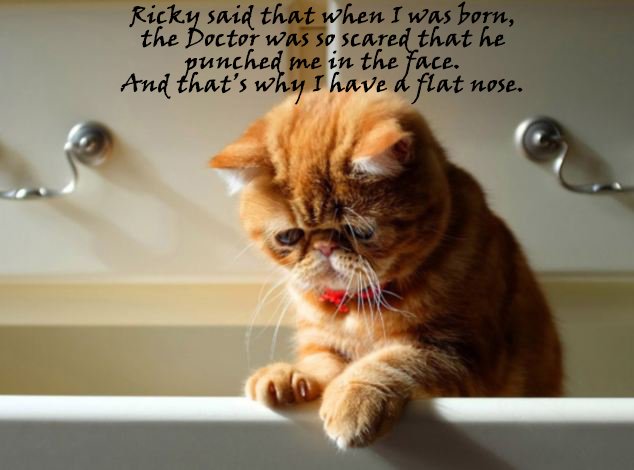 MitzaPlix's tweet photo. And now for something completely different! #ANFSCD #WhoIsRicky #CatsOfTwitter #cats #MEMES #writerslife #gamedev #indiedev @thechrisbarron https://t.co/I1wdia7hM6