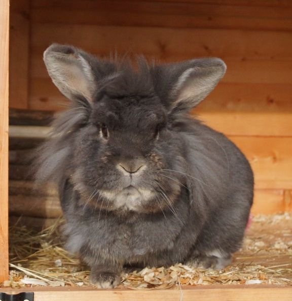CottonTails's tweet photo. Scamp is a chunky 3-4 year old neutered lionhead female and she is ready to bond with a lonely neutered male. https://t.co/iyR701TWWE https://t.co/KP6wzwKi2T