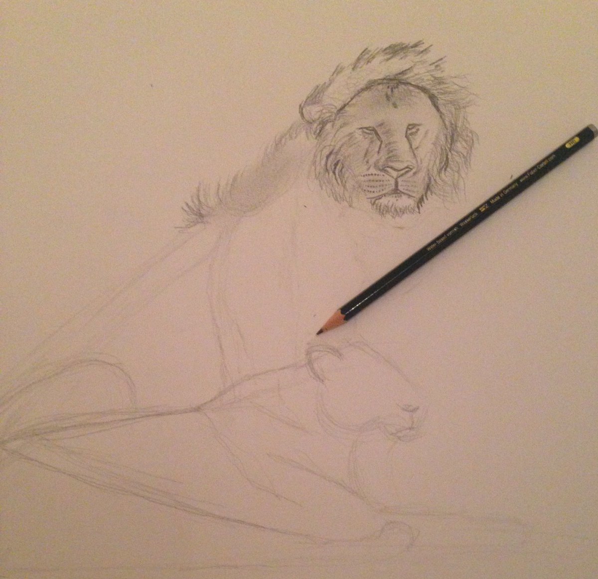 sari_ARTs's tweet photo. Drawing Lion 🤓👉🏻✏️🐈 https://t.co/W8WRp6wqkF