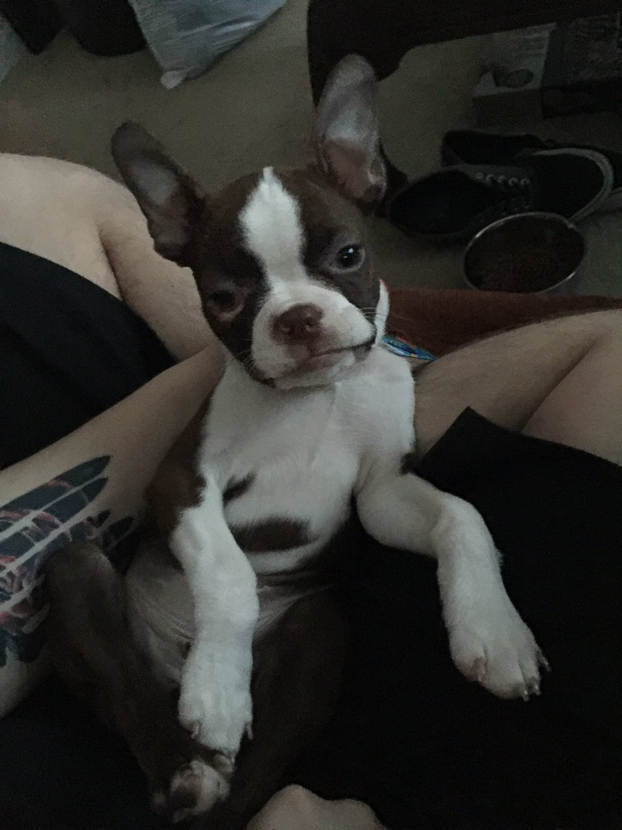 heartbigbutts's tweet photo. Have a case of the "Monday" look no further:
#dogs #pups #music #rock #band @oceangridOH @invoguerecords @OfficialSpector https://t.co/b8ye3ZYawF