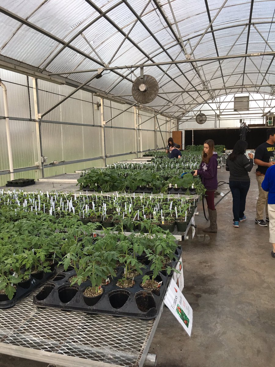 Mrs_Lockwood_Urea tweet media