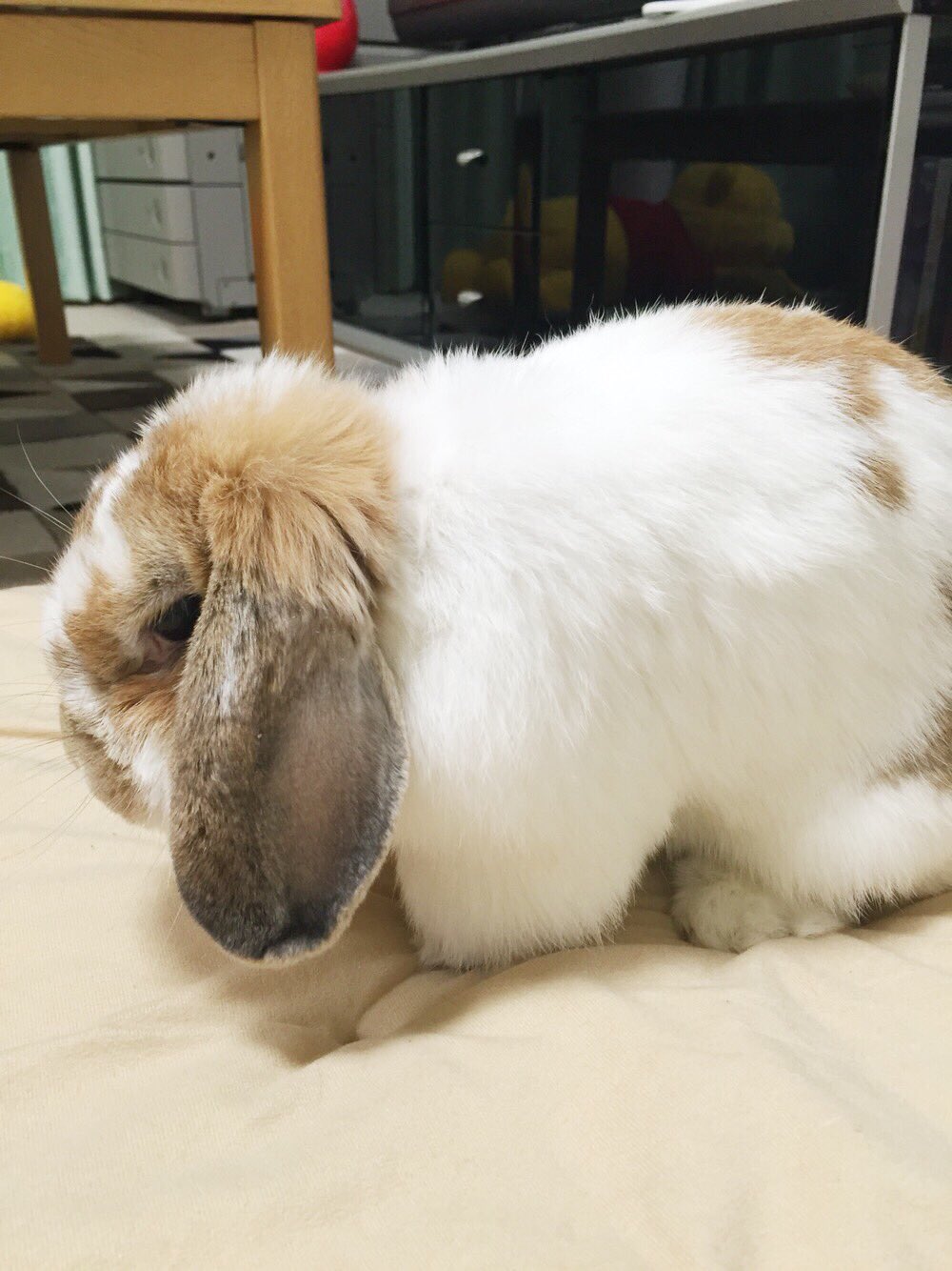 Daigo 姉が大切に飼ってたウサギのラブたんが旅立ちました 動物を飼うことは 家族の一員として一緒に過ごすからお別れの時は悲しみも深いけど 僕たちに出来ることは全力で可愛がって やれること全てをやることだなって思います ぴょんぴょんお空で