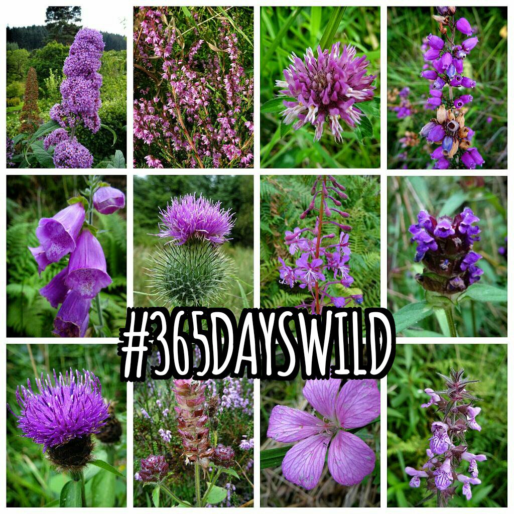 365DaysWild's tweet photo. #NewProfilePic for #WildSpring 😊
How many of the #purple #wildflowers can you identify? @BSBIbotany @wildlife_id @WildlifeTrusts https://t.co/OHH7QKuGUT