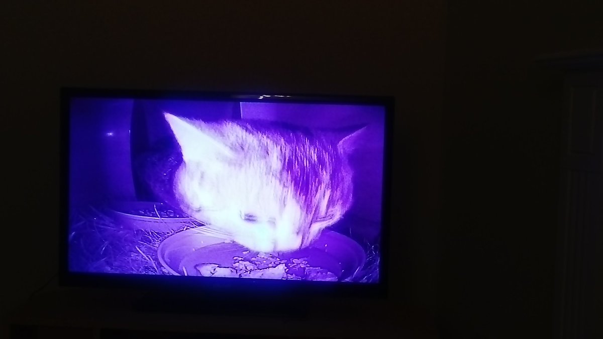 sarahmeasham's tweet photo. Bought a wireless camera kit so I can see the hedgehog feeding in the garden #modificationneeded #hedgehog #luckycat https://t.co/vuIiXSTsVn