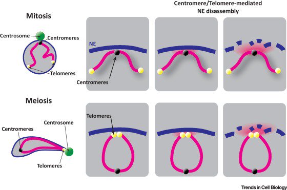 applied non linear dynamical