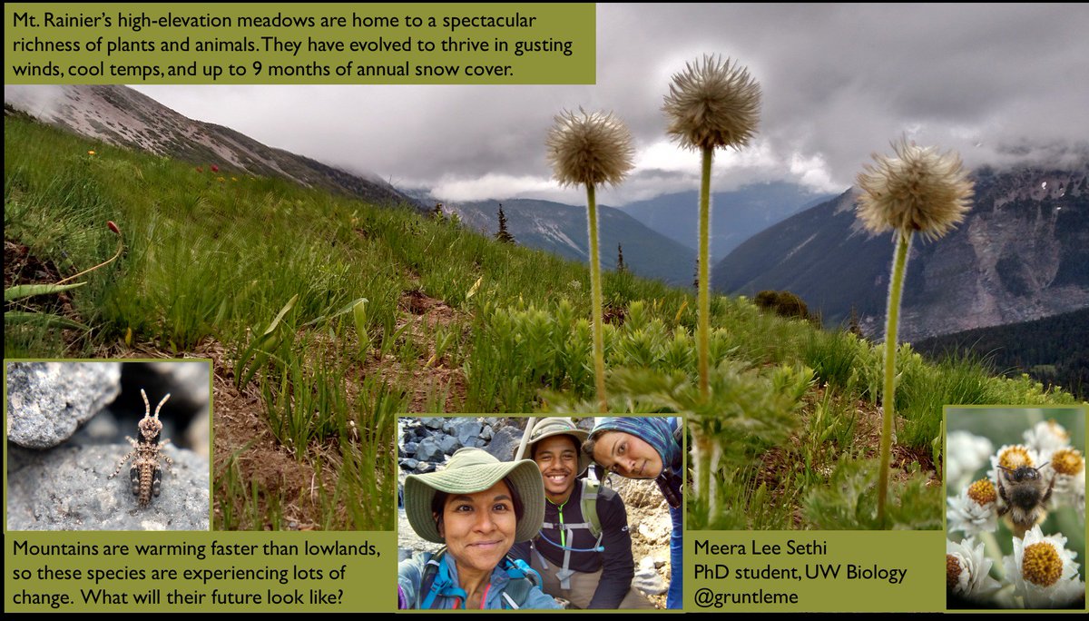 SoundScholars's tweet photo. High elevation #meadows on #MountRainier are at risk from #climatechange. @UWBiology grad @gruntleme is figuring out how they will respond https://t.co/zDWJ5n4t6Q