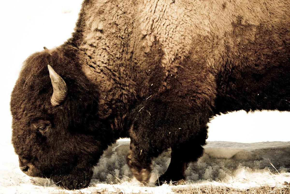 Patagonia tweet media