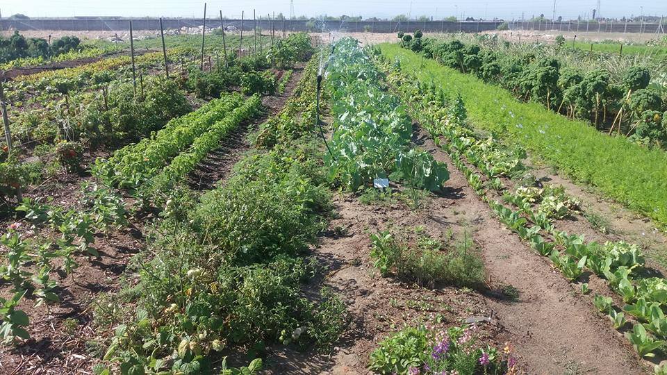 Lente_Spring's tweet photo. This is South Africa’s trail blazing, vocational market garden project in #Mitchellsplain. A first of its kind. https://t.co/xhiuHxcS8s https://t.co/CMtuCa15ob