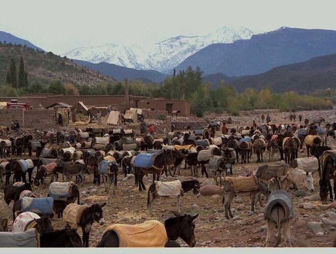 Morocco DesertSafari (@mdesertsafari) on Twitter photo 