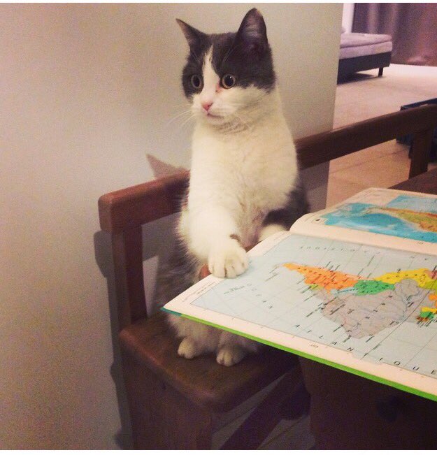 lechatCuby's tweet photo. Allez on se remet aux études 📚après cette semaine de congé https://t.co/F25Z4nuZGd