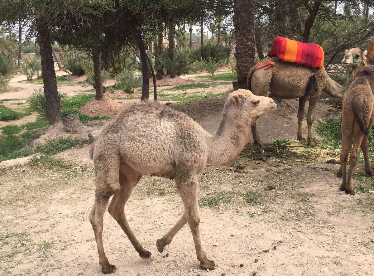 Morocco DesertSafari (@mdesertsafari) on Twitter photo 