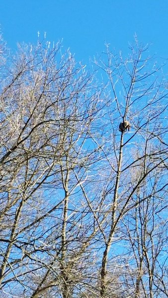 Saw this raccoon on yesterday's paddle.  Not a good day for this little guy.