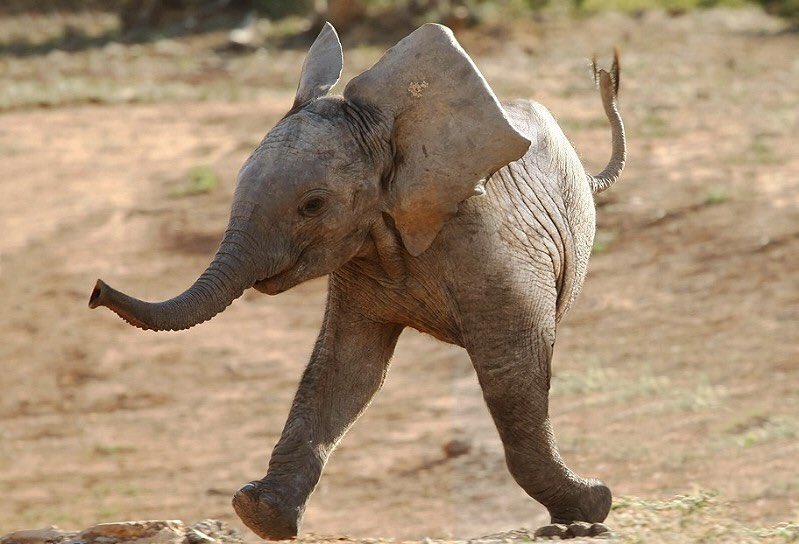 TwoLegAnimals tweet picture