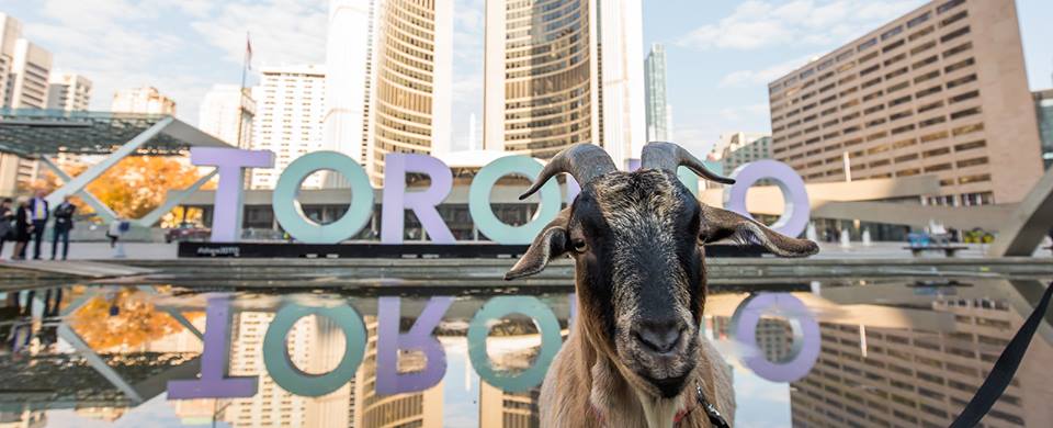 Happy 183rd BDay <a href="/TorontoComms/">TorontoComms</a> We couldn't dream of being held in a better city. ❤️ from us &amp; your favourite mascot <a href="/turbo_goat/">Turbo The Goat</a> #toturns183