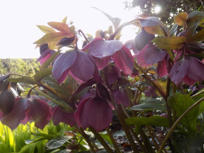 NTBerrington's tweet photo. It brightens up a Monday to see these charmers waking up in the sun at @NTBerrington #NTMidlands #Mondayliein https://t.co/mu51G1Prmb https://t.co/2tc8NMI1rx