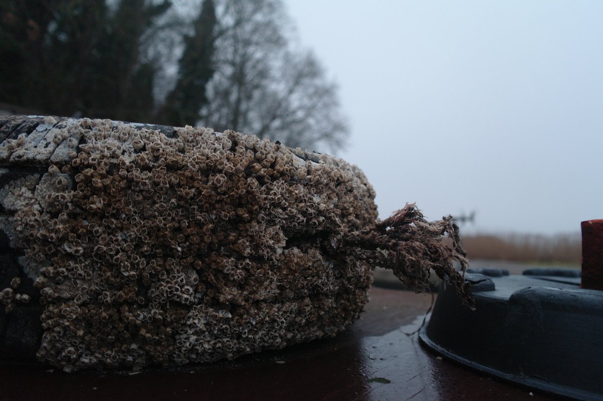 WikingerArt's tweet image. 