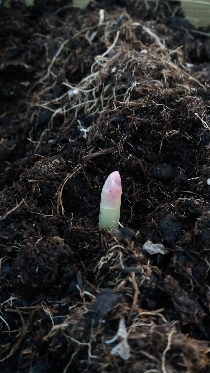 karl_littlelegs's tweet photo. Very exciting times in the raised bed! Not long now till Asparagus O'Clock. @CaldiesECO @GYOmag  #OnThePlot #GYO https://t.co/OQqXTEY99Z