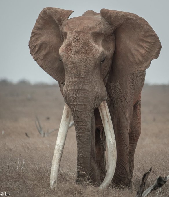 Voir l'image sur Twitter