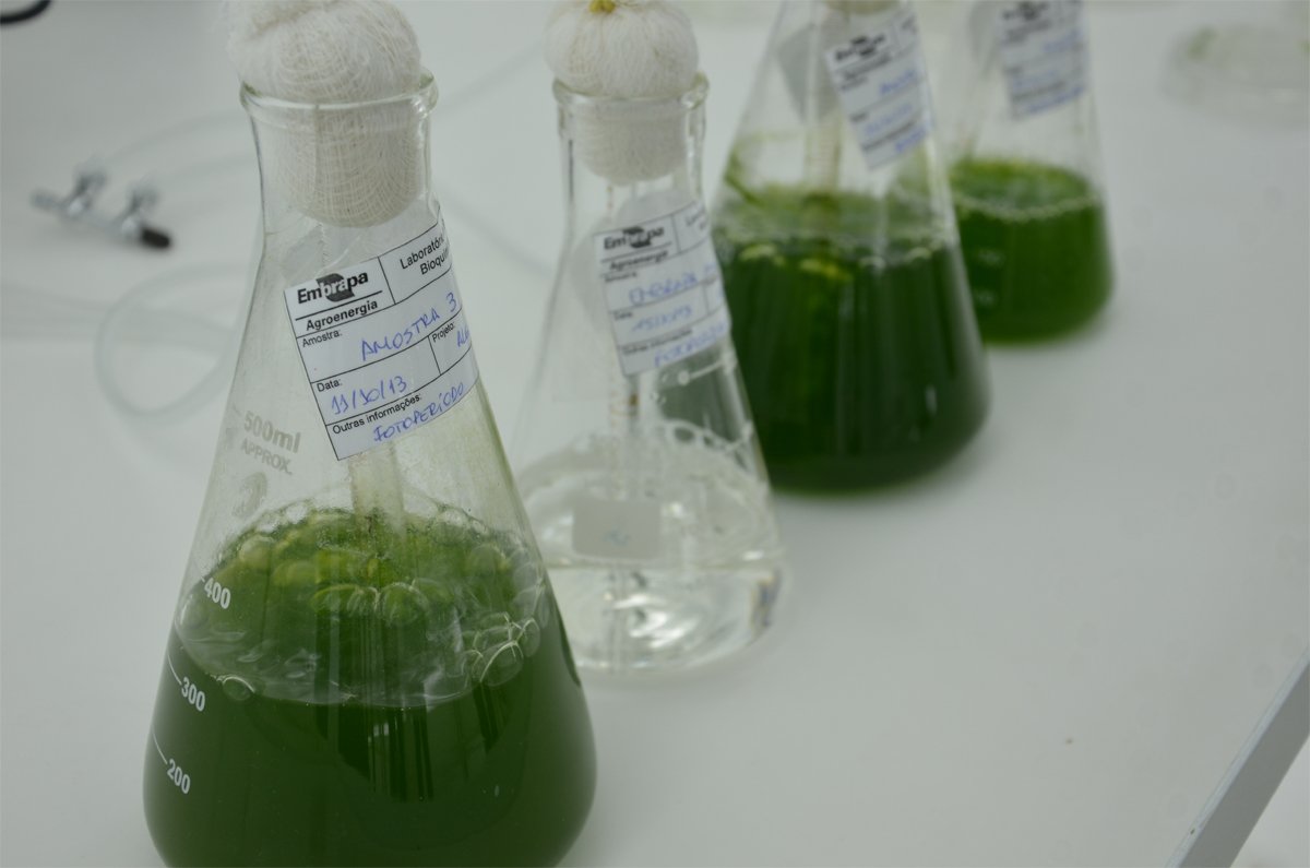 Pesquisa da Embrapa identifica microalgas que geram biocombustíveis

goo.gl/fc5DR1