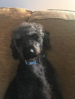 millypod1's tweet photo. #HELP #Lost #ScanMe Jack Russell x Poodle Male
#Waterbeck #Lockerbie #Dumfriesshire #Scotland #DG11 https://t.co/yORO3BXtiw https://t.co/Tjj1bY0mFt