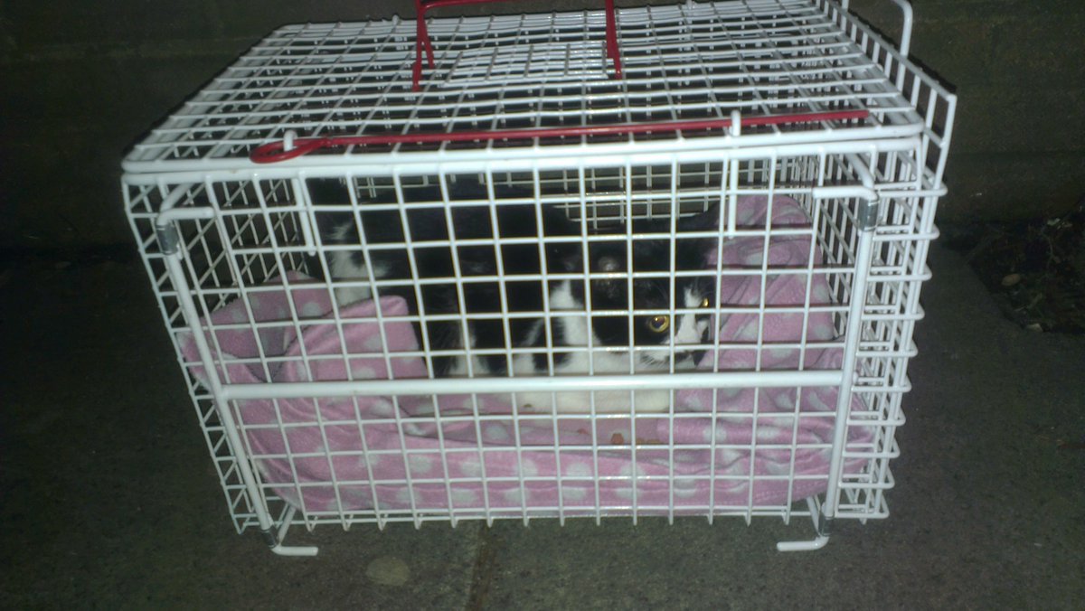 MPSEnfield's tweet image. Police have forced entry to a property to save a cat which had been abandoned without food or water for days. KM  #MightyC&apos;s