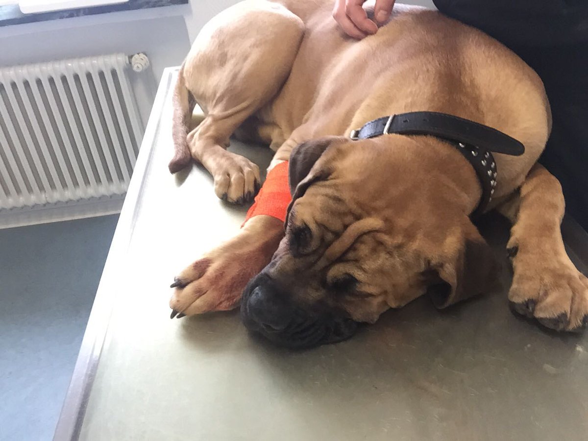 Django bij de dierenarts ziek😢

#django#pup#dierenarts#ziekjes