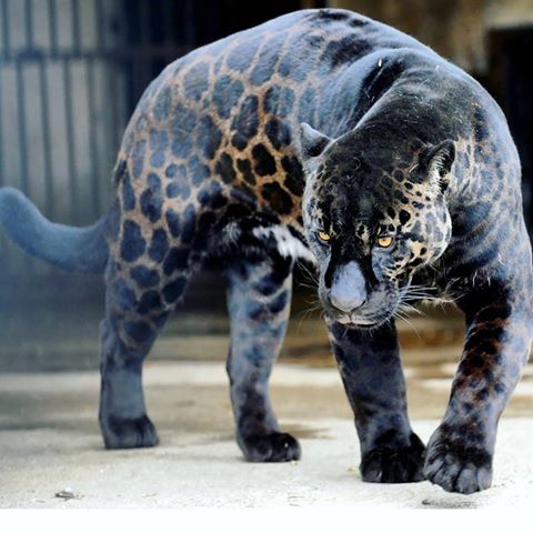 Jaglionì ëí ì´ë¯¸ì§ ê²ìê²°ê³¼