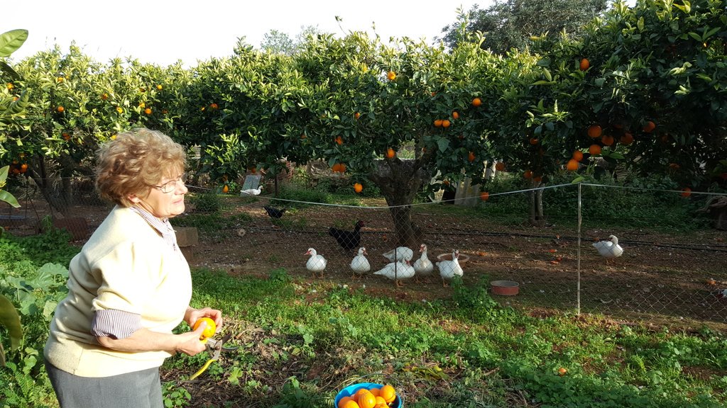 guillem_vanrell's tweet photo. Això si q és producte d proximitat #mumare #incansable #taronges #sacaseta #sesanneres #sannerot #elstempspassa https://t.co/rcJ9DoWI7P