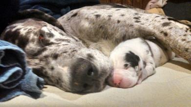 cookies and cream great dane